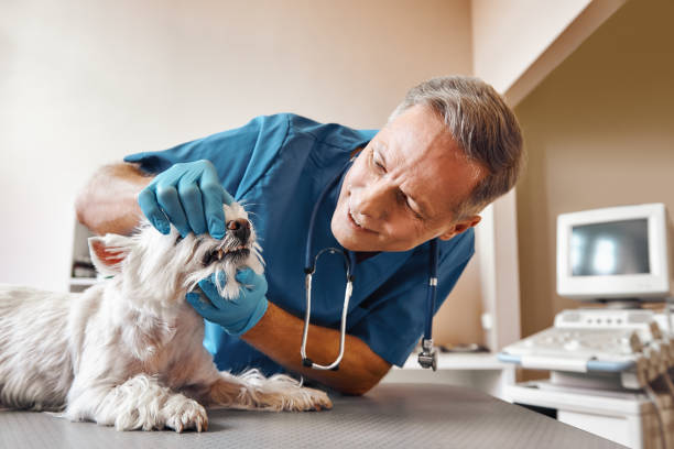 Best Dental Abscess Treatment in Primera, TX